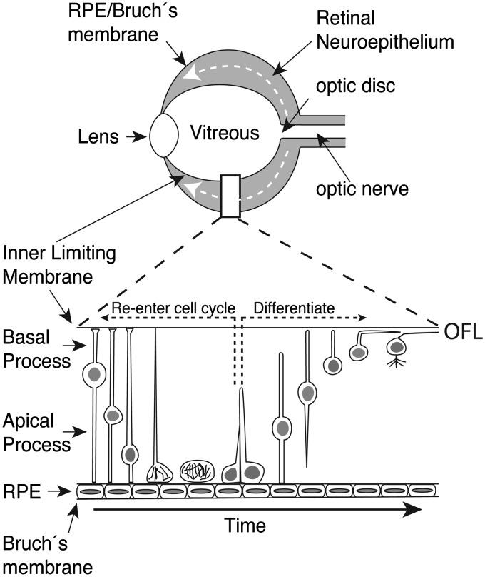 https://cdn.ncbi.nlm.nih.gov/pmc/blobs/c080/4720220/66251759721c/10.1177_1759091414562107-fig2.jpg