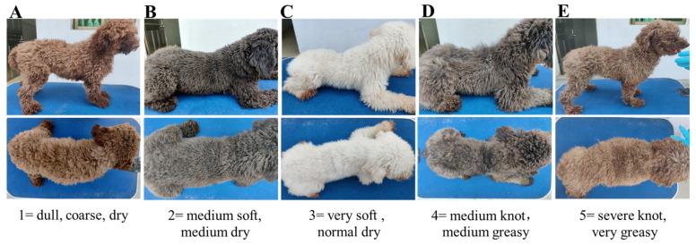 https://cdn.ncbi.nlm.nih.gov/pmc/blobs/c081/11672428/5d2ebbf5da04/animals-14-03643-g001.jpg
