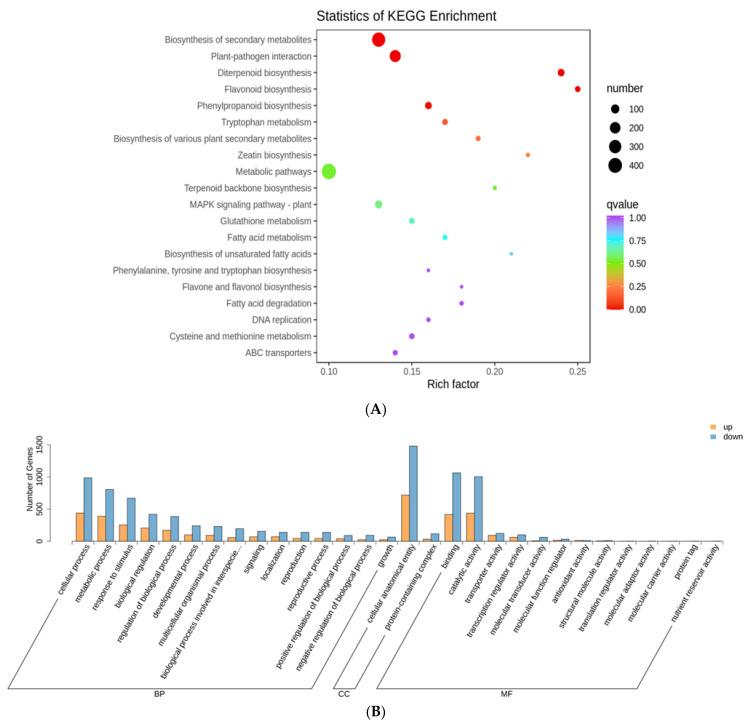 https://cdn.ncbi.nlm.nih.gov/pmc/blobs/c082/10003665/12e425d70328/ijms-24-04764-g003.jpg