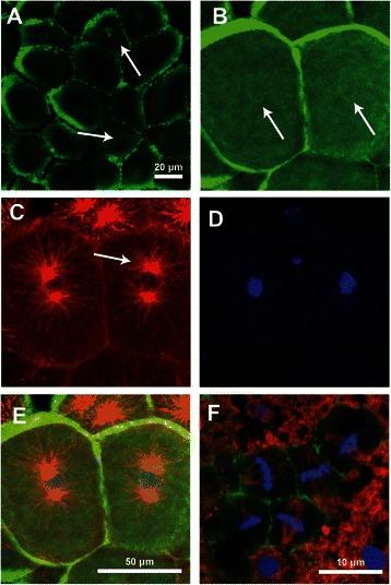 https://cdn.ncbi.nlm.nih.gov/pmc/blobs/c084/4264334/4df14d64f1aa/12860_2014_44_Fig4_HTML.jpg
