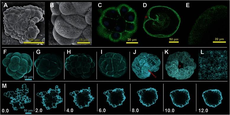 https://cdn.ncbi.nlm.nih.gov/pmc/blobs/c084/4264334/acf625d624cb/12860_2014_44_Fig5_HTML.jpg