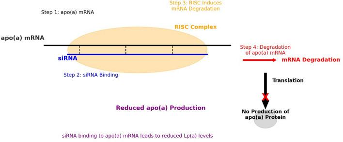 https://cdn.ncbi.nlm.nih.gov/pmc/blobs/c08f/12062474/394293202e18/43044_2025_635_Fig1_HTML.jpg