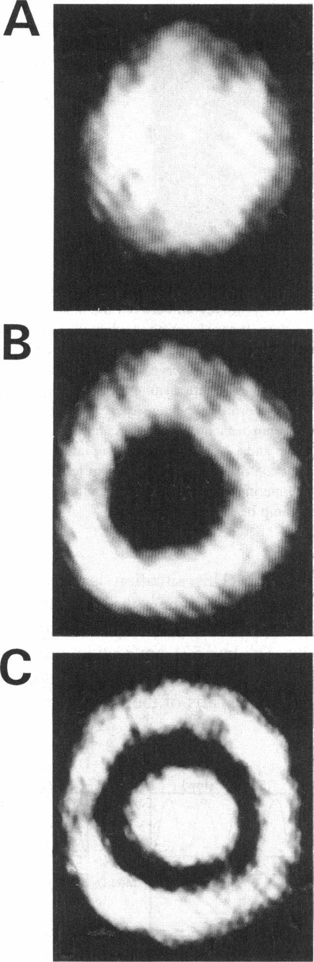 https://cdn.ncbi.nlm.nih.gov/pmc/blobs/c090/1225872/2a594af41854/biophysj00083-0099-a.jpg
