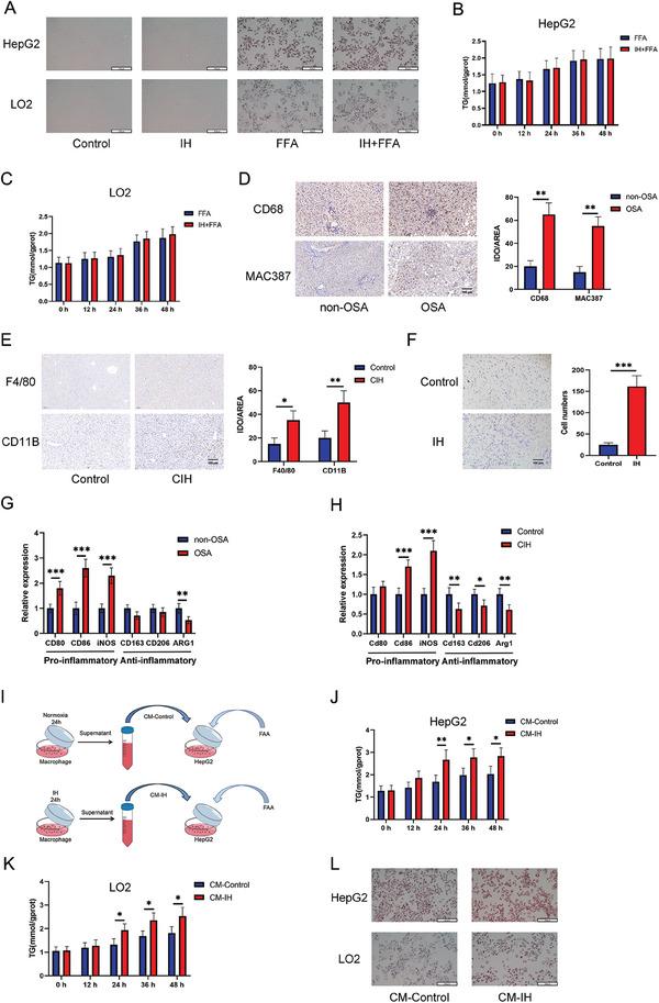 https://cdn.ncbi.nlm.nih.gov/pmc/blobs/c091/11538716/0421515013d5/ADVS-11-2402241-g008.jpg