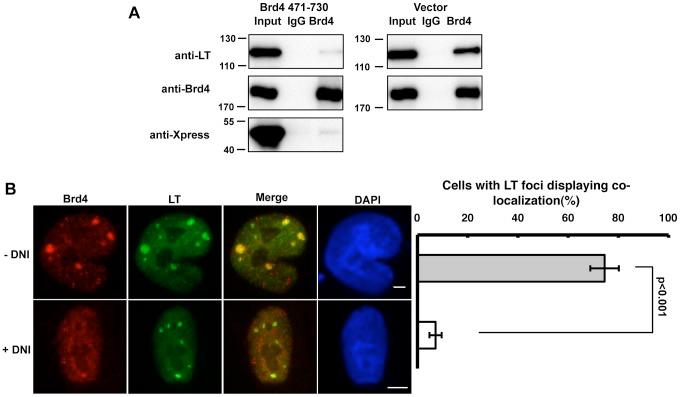 https://cdn.ncbi.nlm.nih.gov/pmc/blobs/c091/3493480/5218c67fffb2/ppat.1003021.g004.jpg