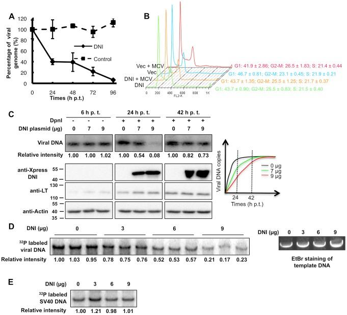 https://cdn.ncbi.nlm.nih.gov/pmc/blobs/c091/3493480/5e4de10d2778/ppat.1003021.g005.jpg