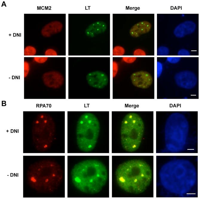 https://cdn.ncbi.nlm.nih.gov/pmc/blobs/c091/3493480/85328ef4410e/ppat.1003021.g007.jpg
