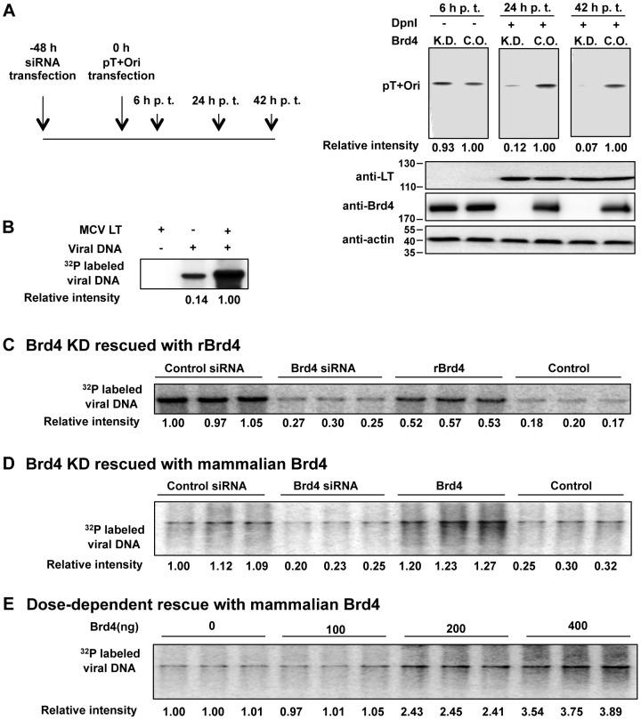 https://cdn.ncbi.nlm.nih.gov/pmc/blobs/c091/3493480/862264947c35/ppat.1003021.g002.jpg