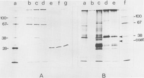 https://cdn.ncbi.nlm.nih.gov/pmc/blobs/c095/318546/2c6fe3a5b6dd/nar00320-0093-a.jpg