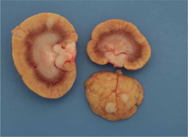 https://cdn.ncbi.nlm.nih.gov/pmc/blobs/c095/5607923/4553f2f61a4d/10.1177_2055116917729627-fig7.jpg