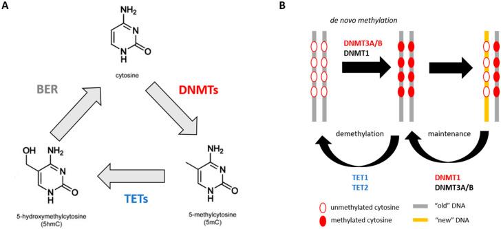 https://cdn.ncbi.nlm.nih.gov/pmc/blobs/c095/7692163/f0dfbfd1656e/cancers-12-03128-g001.jpg