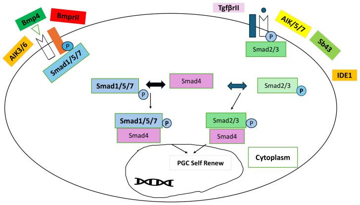 https://cdn.ncbi.nlm.nih.gov/pmc/blobs/c096/11680093/39212982de2d/vetsci-11-00666-g005.jpg