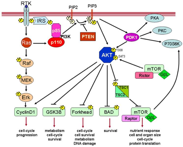 https://cdn.ncbi.nlm.nih.gov/pmc/blobs/c096/11680093/90831963246e/vetsci-11-00666-g006.jpg