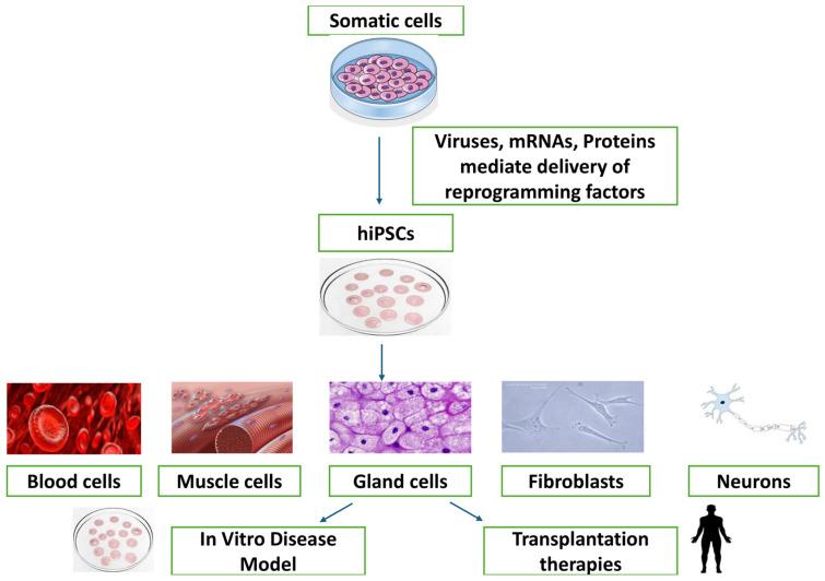 https://cdn.ncbi.nlm.nih.gov/pmc/blobs/c096/11680093/992bfd4ac49d/vetsci-11-00666-g001.jpg