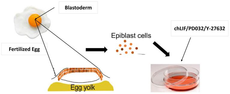 https://cdn.ncbi.nlm.nih.gov/pmc/blobs/c096/11680093/9cde077cc1dd/vetsci-11-00666-g004.jpg