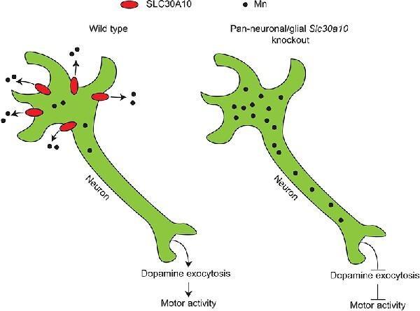 https://cdn.ncbi.nlm.nih.gov/pmc/blobs/c098/10103934/792ca0daf71b/mfad021fig1g.jpg