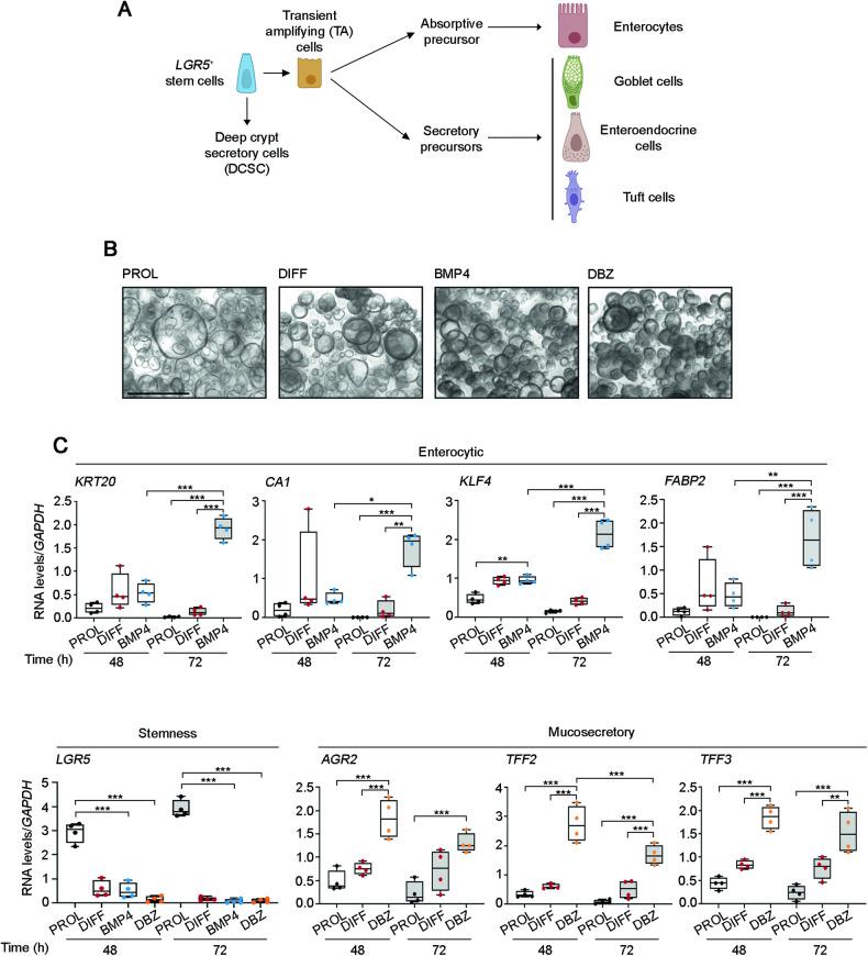 https://cdn.ncbi.nlm.nih.gov/pmc/blobs/c09a/11058856/64af82d14fbc/41419_2024_6680_Fig1_HTML.jpg