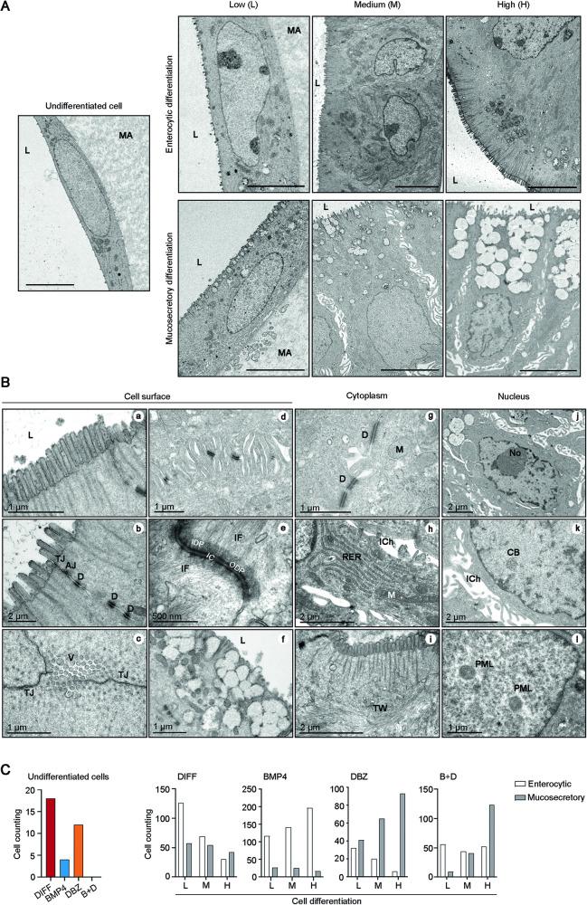 https://cdn.ncbi.nlm.nih.gov/pmc/blobs/c09a/11058856/cc88b0f53bfe/41419_2024_6680_Fig3_HTML.jpg