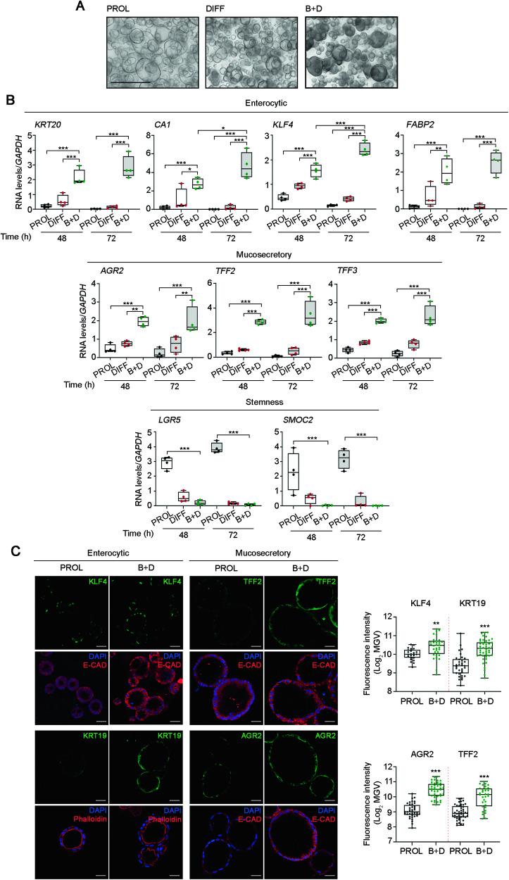 https://cdn.ncbi.nlm.nih.gov/pmc/blobs/c09a/11058856/f84a1ce52b57/41419_2024_6680_Fig2_HTML.jpg