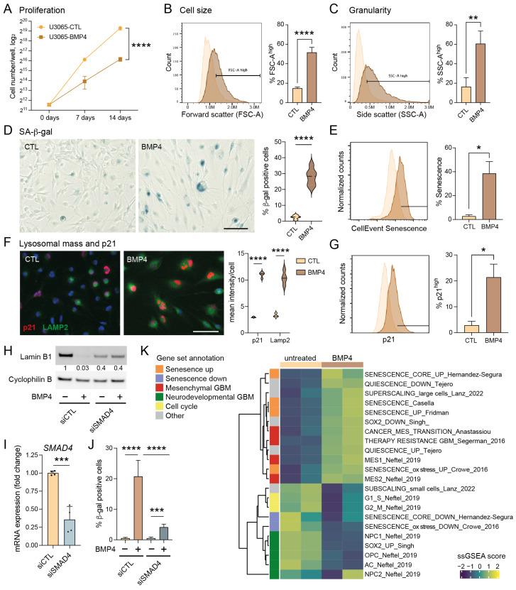 https://cdn.ncbi.nlm.nih.gov/pmc/blobs/c0a1/12071447/0b865bd836eb/ijms-26-03974-g001.jpg