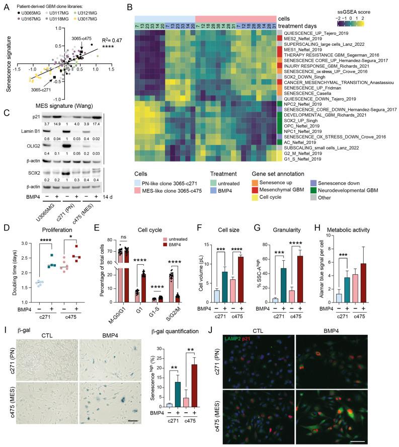 https://cdn.ncbi.nlm.nih.gov/pmc/blobs/c0a1/12071447/15854a0cf5c8/ijms-26-03974-g002.jpg