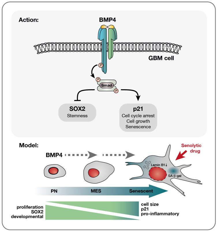 https://cdn.ncbi.nlm.nih.gov/pmc/blobs/c0a1/12071447/ace461116a31/ijms-26-03974-g005.jpg