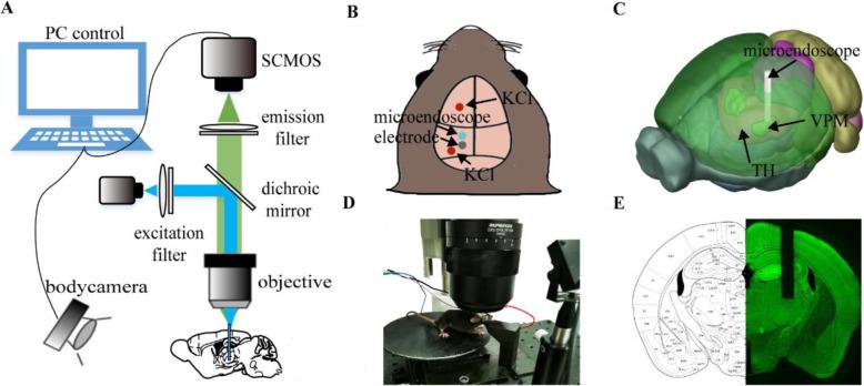 https://cdn.ncbi.nlm.nih.gov/pmc/blobs/c0a3/8903698/286ac170b261/10194_2021_1370_Fig1_HTML.jpg