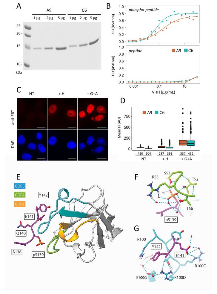 https://cdn.ncbi.nlm.nih.gov/pmc/blobs/c0a6/8267817/359f9736ec9c/cancers-13-03317-g002.jpg