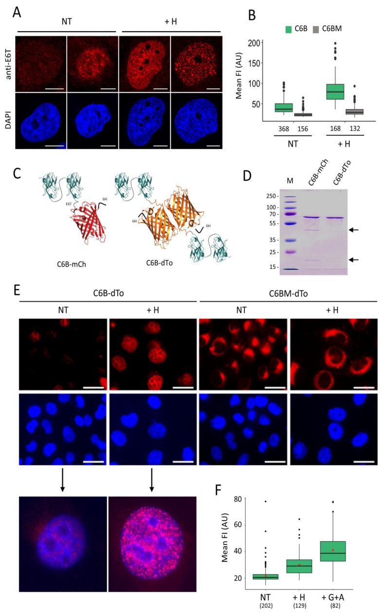 https://cdn.ncbi.nlm.nih.gov/pmc/blobs/c0a6/8267817/73b5be54c66b/cancers-13-03317-g005.jpg