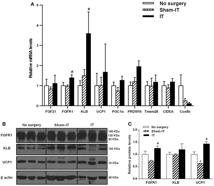 https://cdn.ncbi.nlm.nih.gov/pmc/blobs/c0a9/5854974/292bdb6c8500/fphys-09-00191-g0004.jpg
