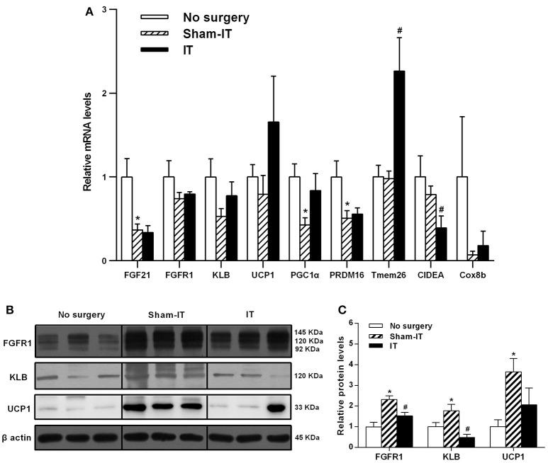 https://cdn.ncbi.nlm.nih.gov/pmc/blobs/c0a9/5854974/b93a125dedc0/fphys-09-00191-g0005.jpg