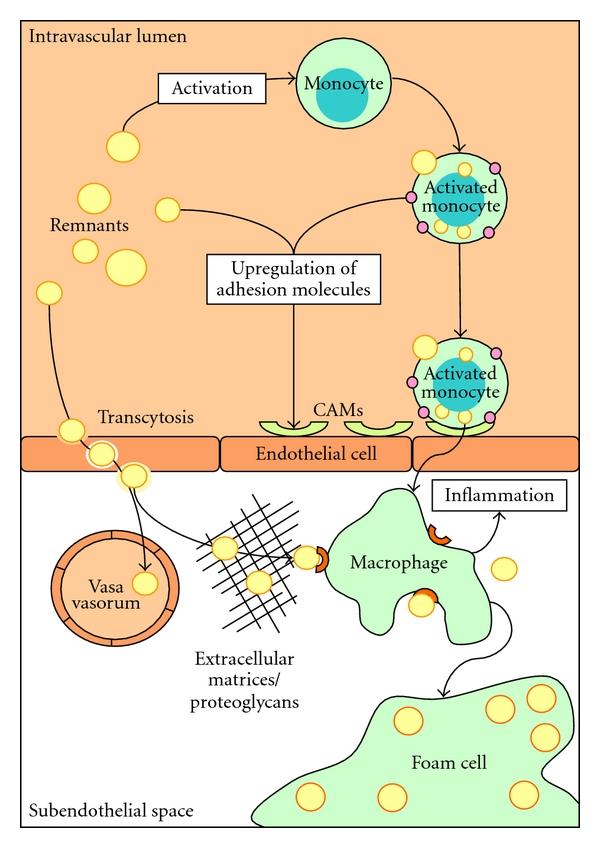 https://cdn.ncbi.nlm.nih.gov/pmc/blobs/c0aa/3179890/652aff97c8d3/IJVM2012-947417.001.jpg