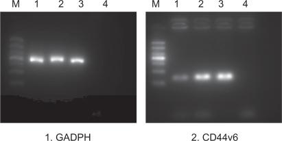 https://cdn.ncbi.nlm.nih.gov/pmc/blobs/c0ad/2841491/2532b6ed432b/ijn-5-129f7.jpg