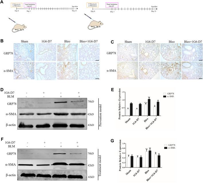 https://cdn.ncbi.nlm.nih.gov/pmc/blobs/c0ad/8420756/8eabf155c09f/fphar-12-708462-g007.jpg