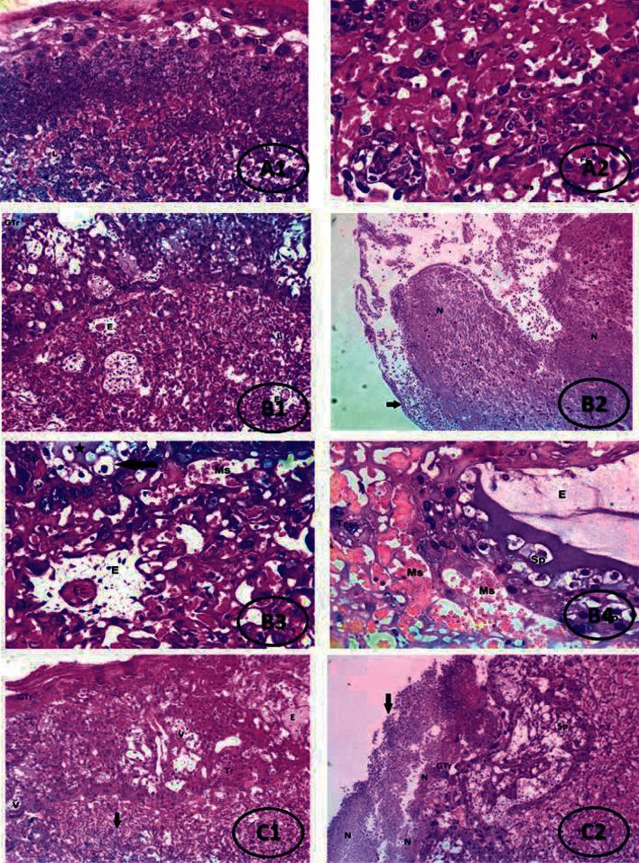 https://cdn.ncbi.nlm.nih.gov/pmc/blobs/c0ae/8608536/9a7fd1960977/IJE2021-5017362.015.jpg