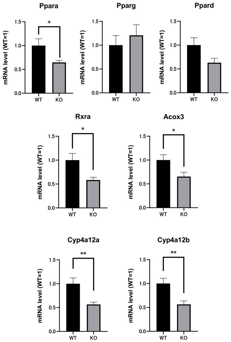 https://cdn.ncbi.nlm.nih.gov/pmc/blobs/c0b6/8159118/75e41d37edf2/ijms-22-05334-g004.jpg