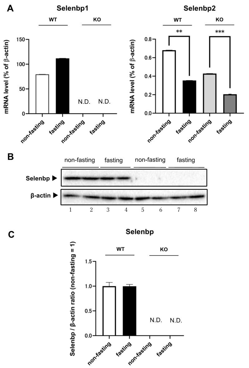 https://cdn.ncbi.nlm.nih.gov/pmc/blobs/c0b6/8159118/fb988c6e7d92/ijms-22-05334-g001.jpg