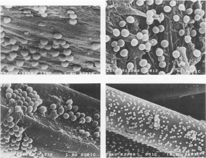 https://cdn.ncbi.nlm.nih.gov/pmc/blobs/c0b7/1345192/69a6817632a5/annsurg00209-0053-a.jpg