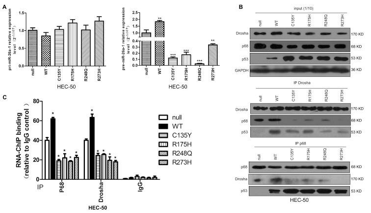 https://cdn.ncbi.nlm.nih.gov/pmc/blobs/c0ba/4792583/6c79dad60984/oncotarget-06-44660-g004.jpg
