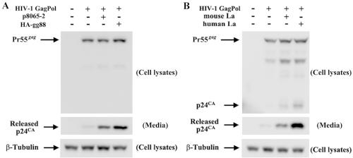 https://cdn.ncbi.nlm.nih.gov/pmc/blobs/c0bb/3042739/8cb0013bbd4a/mbo0011110930008.jpg