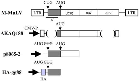 https://cdn.ncbi.nlm.nih.gov/pmc/blobs/c0bb/3042739/eb143bd14267/mbo0011110930001.jpg