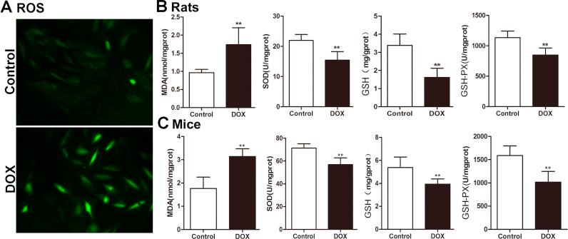 https://cdn.ncbi.nlm.nih.gov/pmc/blobs/c0bd/5975069/71b06f5b7e22/gr2.jpg