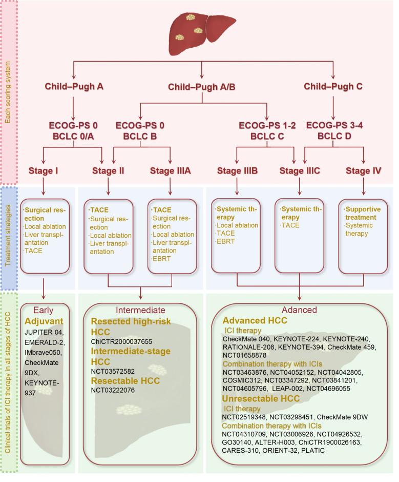 https://cdn.ncbi.nlm.nih.gov/pmc/blobs/c0be/12046748/39889236f01b/40164_2025_636_Fig5_HTML.jpg