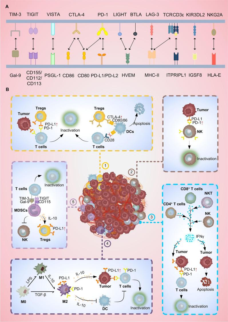 https://cdn.ncbi.nlm.nih.gov/pmc/blobs/c0be/12046748/a3c720d882c5/40164_2025_636_Fig1_HTML.jpg