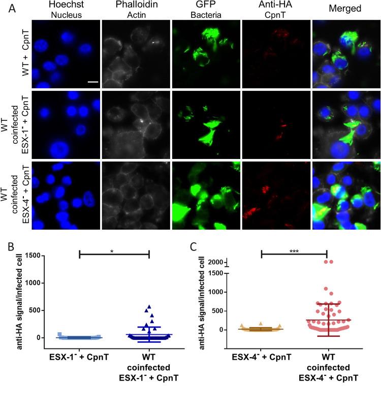 https://cdn.ncbi.nlm.nih.gov/pmc/blobs/c0be/8092274/23a3b8afe0a1/mBio.02983-20-f0006.jpg
