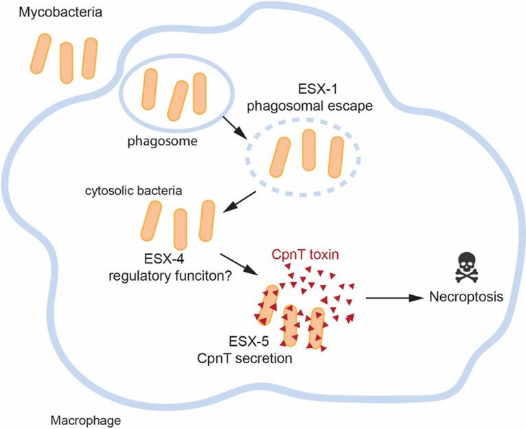 https://cdn.ncbi.nlm.nih.gov/pmc/blobs/c0be/8092274/32295745e5b5/mBio.02983-20-f0007.jpg