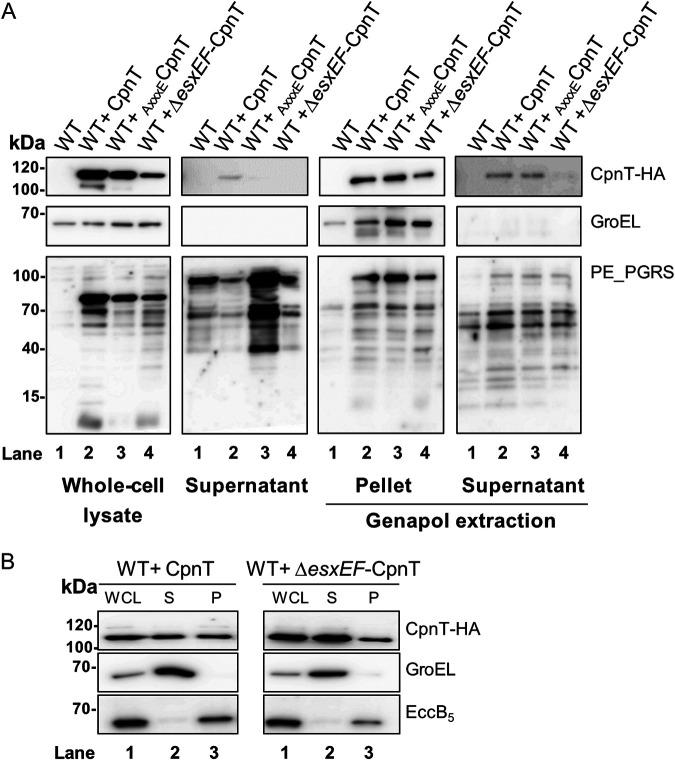 https://cdn.ncbi.nlm.nih.gov/pmc/blobs/c0be/8092274/5400406b2d9f/mBio.02983-20-f0003.jpg
