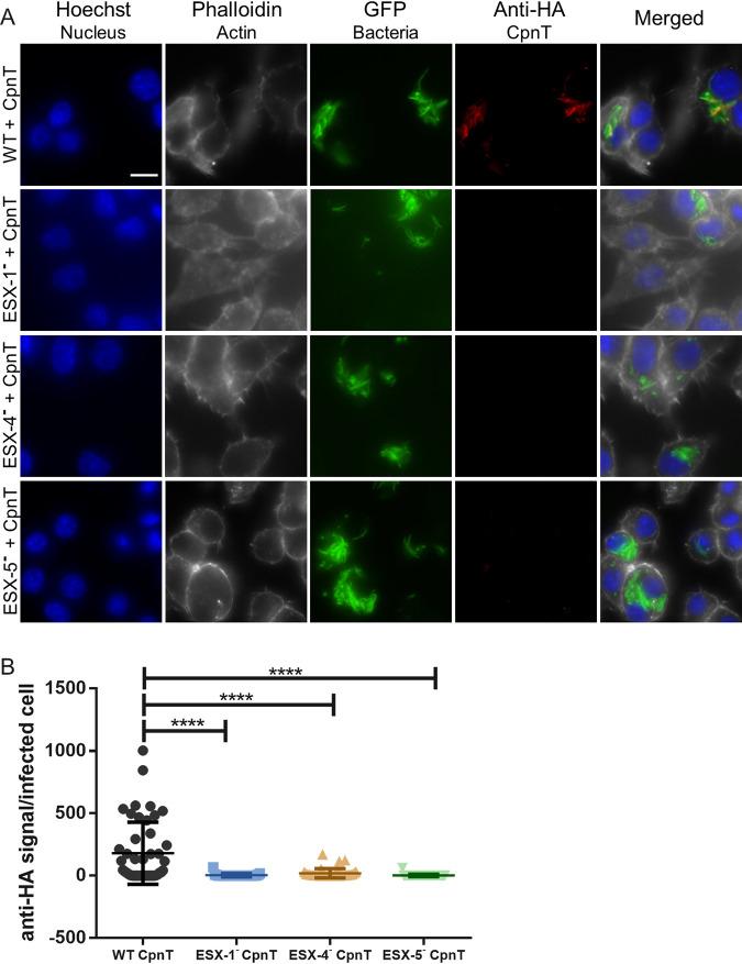 https://cdn.ncbi.nlm.nih.gov/pmc/blobs/c0be/8092274/98c861685fdb/mBio.02983-20-f0004.jpg