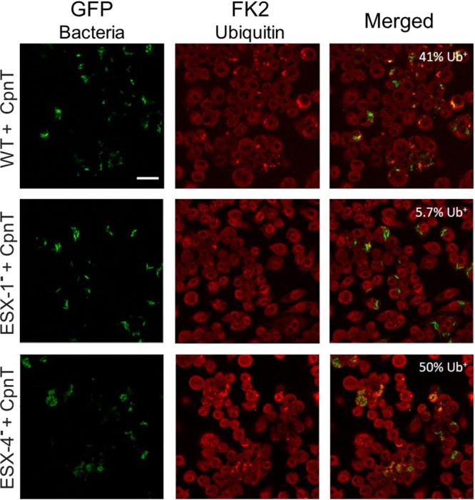 https://cdn.ncbi.nlm.nih.gov/pmc/blobs/c0be/8092274/f417fed87375/mBio.02983-20-f0005.jpg
