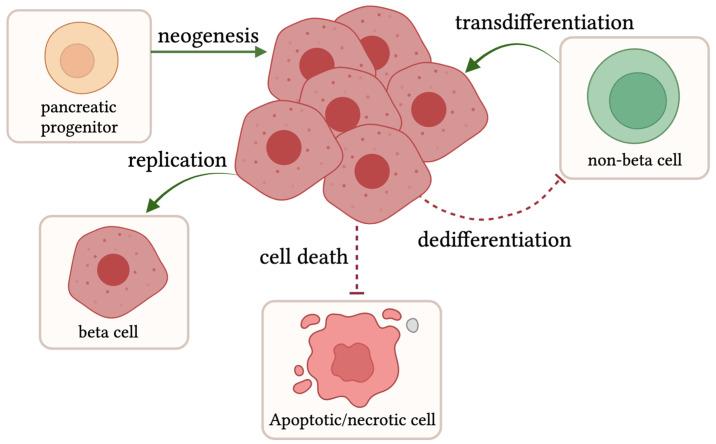 https://cdn.ncbi.nlm.nih.gov/pmc/blobs/c0c2/10967882/1fa206e37522/biomedicines-12-00473-g002.jpg